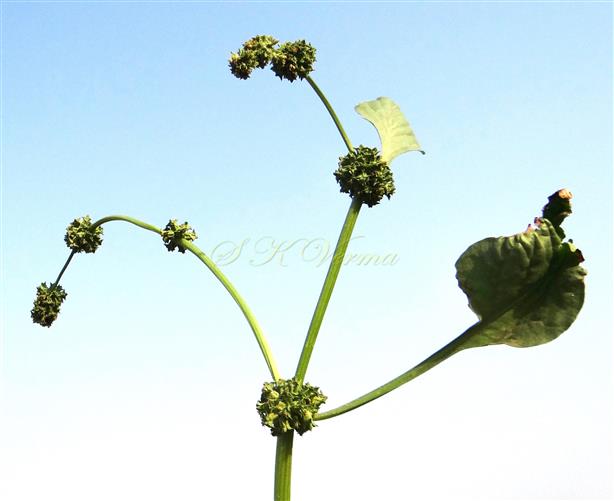  Inflorescence with heads